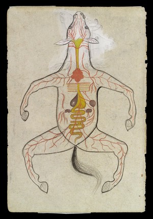 view Intestinal system of a Horse