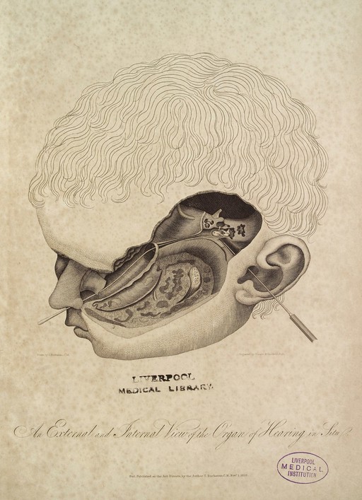 Anatomy of the ear, Thomas Buchanan, 1823