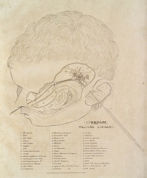 Anatomy of the ear, Thomas Buchanan, 1823