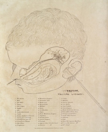 An engraved representation of the anatomy of the human ear. To which are added surgical remarks ... and a synoptic table of the diseases of the ear. Exhibiting in one view the external and internal parts of that organ in situ / [Thomas Buchanan].
