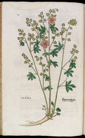 Alcea or Vervain Mallow, illustration from Fuchs