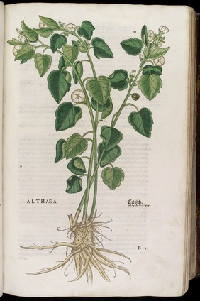 Althaea or Marshmallow, illustration from Fuchs