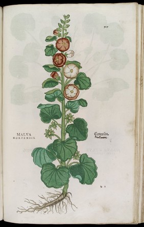 Malva Hortensis or Mallow, illsutration from Fuchs