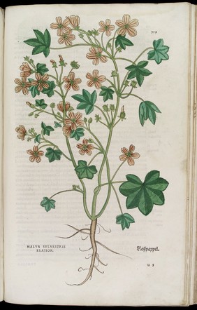 Malva Sylvestris Elatior or Common Mallow, page from Fuchs