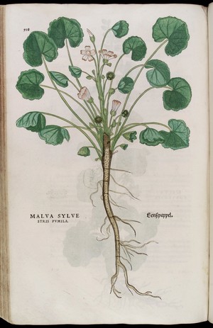 view Malva Sylve or Mallow, illustration from Fuchs