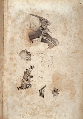 Anatomy of the ear, John Cunningham Saunders, 1806
