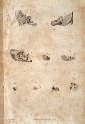 view Anatomy of the ear, John Cunningham Saunders, 1806