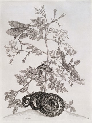 Dissertatio de generatione et metamorphosibus insectorum Surinamensium: in qua, praeter vermes et erucas Surinamenses, earumque ... metamorphosin, plantae, flores et fructus, quibus vescuntur, et in quibus fuerunt inventae, exhibentur. His adjunguntur bufones, lacerti, serpentes, araneae, aliaque ... istius regionis animalcula ... Accedit appendix transformationum piscium in ranas, et ranarum in pisces. Dissertation sur la génération et les transformations des insectes de Surinam. Dans laquelle on traite des vers et des chenilles de Surinam, des plantes, fleurs, & fruits dont ils vivent & dans lesquels on les a trouvez. On y parle aussi des crapaux, lezards, serpens, aragnées & autres petits animaux du même païs, peints sur les lieux d'après nature, & depuis gravez avec beaucoup de soin.On y a joint un traité des changemens des poissons en grenouilles & des grenouilles en poissons / [Maria Sibylla Merian].