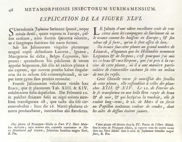 Dissertatio de generatione et metamorphosibus insectorum Surinamensium: in qua, praeter vermes et erucas Surinamenses, earumque ... metamorphosin, plantae, flores et fructus, quibus vescuntur, et in quibus fuerunt inventae, exhibentur. His adjunguntur bufones, lacerti, serpentes, araneae, aliaque ... istius regionis animalcula ... Accedit appendix transformationum piscium in ranas, et ranarum in pisces. Dissertation sur la génération et les transformations des insectes de Surinam. Dans laquelle on traite des vers et des chenilles de Surinam, des plantes, fleurs, & fruits dont ils vivent & dans lesquels on les a trouvez. On y parle aussi des crapaux, lezards, serpens, aragnées & autres petits animaux du même païs, peints sur les lieux d'après nature, & depuis gravez avec beaucoup de soin.On y a joint un traité des changemens des poissons en grenouilles & des grenouilles en poissons / [Maria Sibylla Merian].
