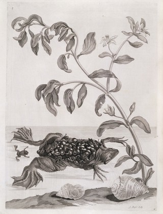 Dissertatio de generatione et metamorphosibus insectorum Surinamensium: in qua, praeter vermes et erucas Surinamenses, earumque ... metamorphosin, plantae, flores et fructus, quibus vescuntur, et in quibus fuerunt inventae, exhibentur. His adjunguntur bufones, lacerti, serpentes, araneae, aliaque ... istius regionis animalcula ... Accedit appendix transformationum piscium in ranas, et ranarum in pisces. Dissertation sur la génération et les transformations des insectes de Surinam. Dans laquelle on traite des vers et des chenilles de Surinam, des plantes, fleurs, & fruits dont ils vivent & dans lesquels on les a trouvez. On y parle aussi des crapaux, lezards, serpens, aragnées & autres petits animaux du même païs, peints sur les lieux d'après nature, & depuis gravez avec beaucoup de soin.On y a joint un traité des changemens des poissons en grenouilles & des grenouilles en poissons / [Maria Sibylla Merian].
