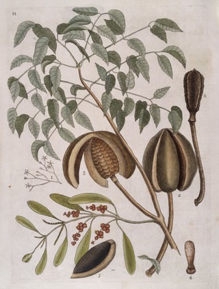 The natural history of Carolina, Florida and the Bahama Islands: containing the figures of birds, beasts, fishes, serpents, insects, and plants: particularly the forest-trees, shrubs, and other plants, not hitherto described, or very incorrectly figured by authors. Together with their descriptions in English and French. To which are added observations on the air, soil, and waters: with remarks upon agriculture, grain, pulse, roots, &c. To the whole, is prefixed a new and correct map of the countries treated of / By Mark Catesby ... Histoire naturelle de la Caroline, la Floride, & les Isles Bahama: contenant les desseins des oiseaux, animaux, poissons, serpents, insectes, & plantes. Et en particulier, des arbres des forets, arbrisseaux, & autres plantes, qui n'ont point été decrits, jusques à present par les auteurs, ou peu exactement dessinés. Avec leur descriptions en françois & en anglois. A quoi on a adjouté, des observations sur l'air, le sol, & les eaux, avec des remarques sur l'agriculture, les grains, les legumes, les racines, &c. Le tout est precedé d'une carte nouvelle & exacte des païs dont il s'agist.