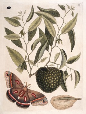 The natural history of Carolina, Florida and the Bahama Islands: containing the figures of birds, beasts, fishes, serpents, insects, and plants: particularly the forest-trees, shrubs, and other plants, not hitherto described, or very incorrectly figured by authors. Together with their descriptions in English and French. To which are added observations on the air, soil, and waters: with remarks upon agriculture, grain, pulse, roots, &c. To the whole, is prefixed a new and correct map of the countries treated of / By Mark Catesby ... Histoire naturelle de la Caroline, la Floride, & les Isles Bahama: contenant les desseins des oiseaux, animaux, poissons, serpents, insectes, & plantes. Et en particulier, des arbres des forets, arbrisseaux, & autres plantes, qui n'ont point été decrits, jusques à present par les auteurs, ou peu exactement dessinés. Avec leur descriptions en françois & en anglois. A quoi on a adjouté, des observations sur l'air, le sol, & les eaux, avec des remarques sur l'agriculture, les grains, les legumes, les racines, &c. Le tout est precedé d'une carte nouvelle & exacte des païs dont il s'agist.