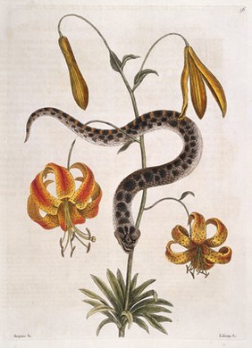 The natural history of Carolina, Florida and the Bahama Islands: containing the figures of birds, beasts, fishes, serpents, insects, and plants: particularly the forest-trees, shrubs, and other plants, not hitherto described, or very incorrectly figured by authors. Together with their descriptions in English and French. To which are added observations on the air, soil, and waters: with remarks upon agriculture, grain, pulse, roots, &c. To the whole, is prefixed a new and correct map of the countries treated of / By Mark Catesby ... Histoire naturelle de la Caroline, la Floride, & les Isles Bahama: contenant les desseins des oiseaux, animaux, poissons, serpents, insectes, & plantes. Et en particulier, des arbres des forets, arbrisseaux, & autres plantes, qui n'ont point été decrits, jusques à present par les auteurs, ou peu exactement dessinés. Avec leur descriptions en françois & en anglois. A quoi on a adjouté, des observations sur l'air, le sol, & les eaux, avec des remarques sur l'agriculture, les grains, les legumes, les racines, &c. Le tout est precedé d'une carte nouvelle & exacte des païs dont il s'agist.