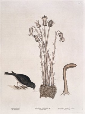 The natural history of Carolina, Florida and the Bahama Islands: containing the figures of birds, beasts, fishes, serpents, insects, and plants: particularly the forest-trees, shrubs, and other plants, not hitherto described, or very incorrectly figured by authors. Together with their descriptions in English and French. To which are added observations on the air, soil, and waters: with remarks upon agriculture, grain, pulse, roots, &c. To the whole, is prefixed a new and correct map of the countries treated of / By Mark Catesby ... Histoire naturelle de la Caroline, la Floride, & les Isles Bahama: contenant les desseins des oiseaux, animaux, poissons, serpents, insectes, & plantes. Et en particulier, des arbres des forets, arbrisseaux, & autres plantes, qui n'ont point été decrits, jusques à present par les auteurs, ou peu exactement dessinés. Avec leur descriptions en françois & en anglois. A quoi on a adjouté, des observations sur l'air, le sol, & les eaux, avec des remarques sur l'agriculture, les grains, les legumes, les racines, &c. Le tout est precedé d'une carte nouvelle & exacte des païs dont il s'agist.