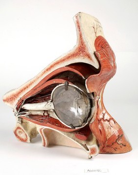 Plaster model of a section of the human eye surrounding bone, muscle and blood vessels