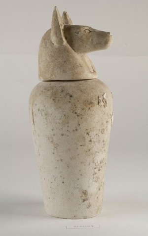 view Limestone jackal-headed canopic jar, used to house removed stomach, liver, lungs and intestines, each organ assigned to a different jar, from a mummified Egyptian body. This jar represents Duamutef, one of the four sons of Horus, and is the guardian of the stomach