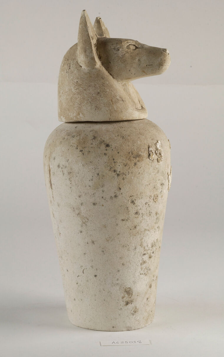 Limestone jackal-headed canopic jar, used to house removed stomach