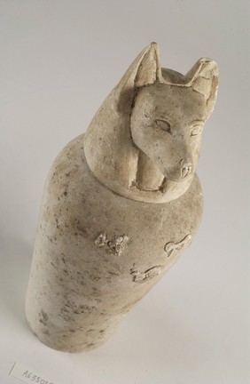 Limestone jackal-headed canopic jar, used to house removed stomach, liver, lungs and intestines, each organ assigned to a different jar, from a mummified Egyptian body. This jar represents Duamutef, one of the four sons of Horus, and is the guardian of the stomach