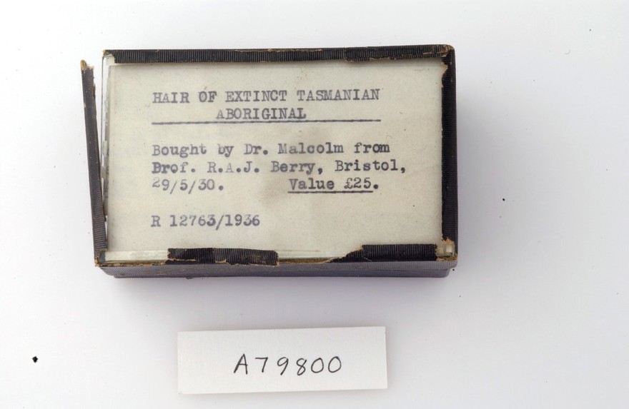 Glass phial contaning sample of Tasmanian hair