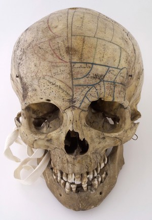 view Human skull inscribed for phrenological demonstration. One half accords with Gall's theories, the other, Spurzheim's. Probably of French origin.