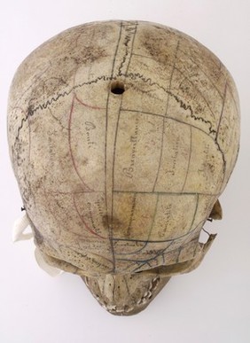 Human skull inscribed for phrenological demonstration. One half accords with Gall's theories, the other, Spurzheim's. Probably of French origin.