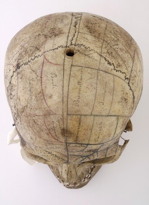 view Human skull inscribed for phrenological demonstration. One half accords with Gall's theories, the other, Spurzheim's. Probably of French origin.