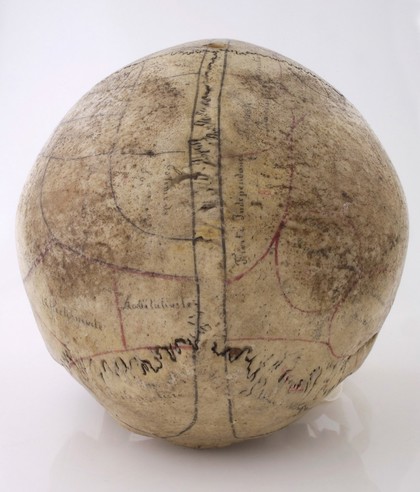 Human skull inscribed for phrenological demonstration. One half accords with Gall's theories, the other, Spurzheim's. Probably of French origin.