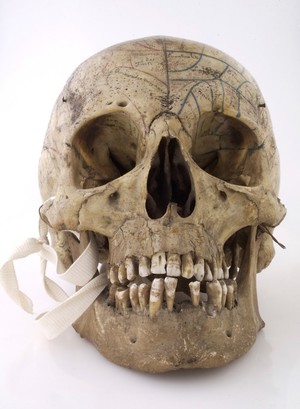 view Human skull inscribed for phrenological demonstration. One half accords with Gall's theories, the other, Spurzheim's. Probably of French origin.