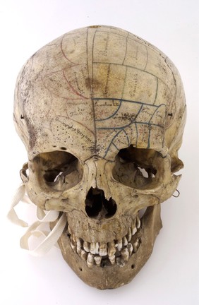 Human skull inscribed for phrenological demonstration. One half accords with Gall's theories, the other, Spurzheim's. Probably of French origin.