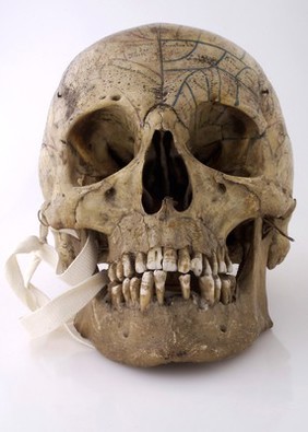 Human skull inscribed for phrenological demonstration. One half accords with Gall's theories, the other, Spurzheim's. Probably of French origin.