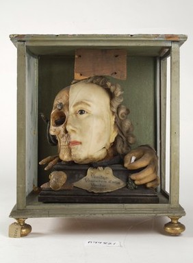 A Vanitas tableau of a life sized head, on one side resembling Queen Elizabeth I, the other half a skull with attendant insects and reptiles, made from wax.