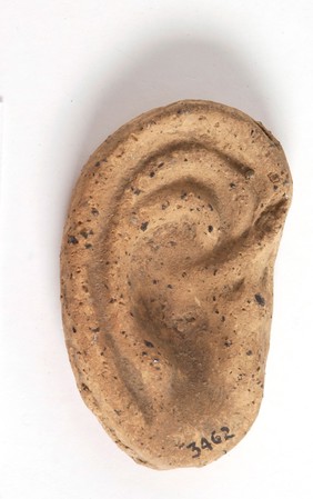 A clay-baked ear. Roman votive offering