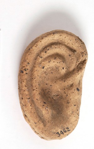 view A clay-baked ear. Roman votive offering