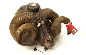 view Snuff mull in the form of a ram's head containing two compartments with silver-gilt lids.