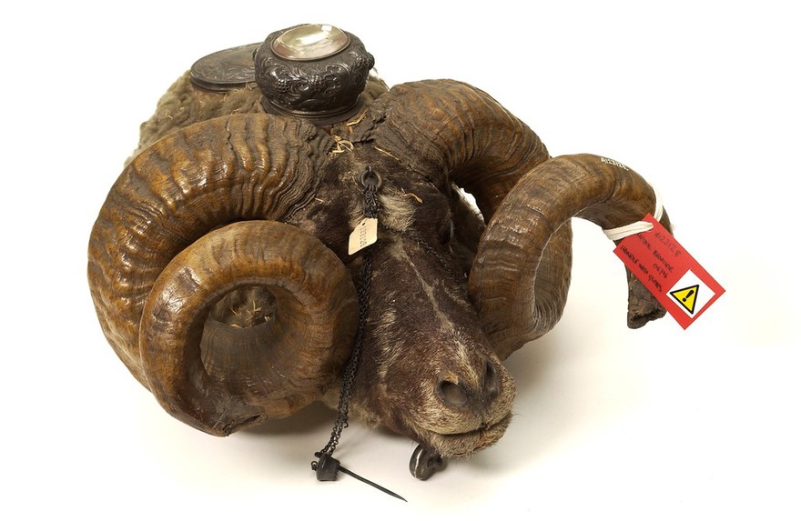 Snuff mull in the form of a ram's head containing two compartments with silver-gilt lids.