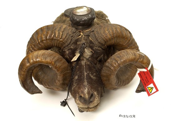 Snuff mull in the form of a ram's head containing two compartments with silver-gilt lids.