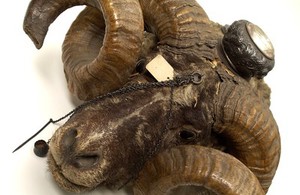 view Snuff mull in the form of a ram's head containing two compartments with silver-gilt lids.