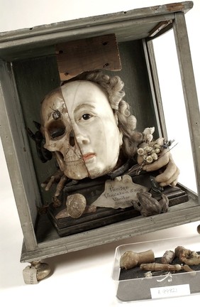 A Vanitas tableau of a life sized head, on one side resembling Queen Elizabeth I, the other half a skull with attendant insects and reptiles, made from wax.