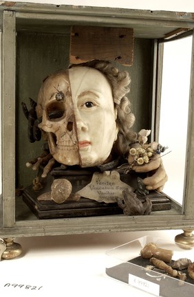 A Vanitas tableau of a life sized head, on one side resembling Queen Elizabeth I, the other half a skull with attendant insects and reptiles, made from wax.