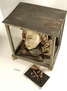 A Vanitas tableau of a life sized head, on one side resembling Queen Elizabeth I, the other half a skull with attendant insects and reptiles, made from wax.