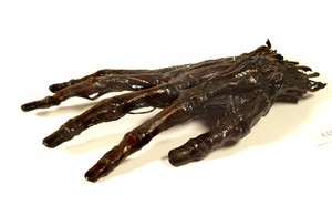 view A human hand anatomised and preserved for teaching.