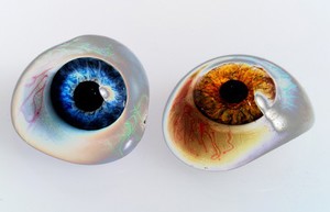 view Example of two glass eyes, white glass, with blood vessels in red, and vari-coloured lenses, from a small case. Made by W. Halford of London.