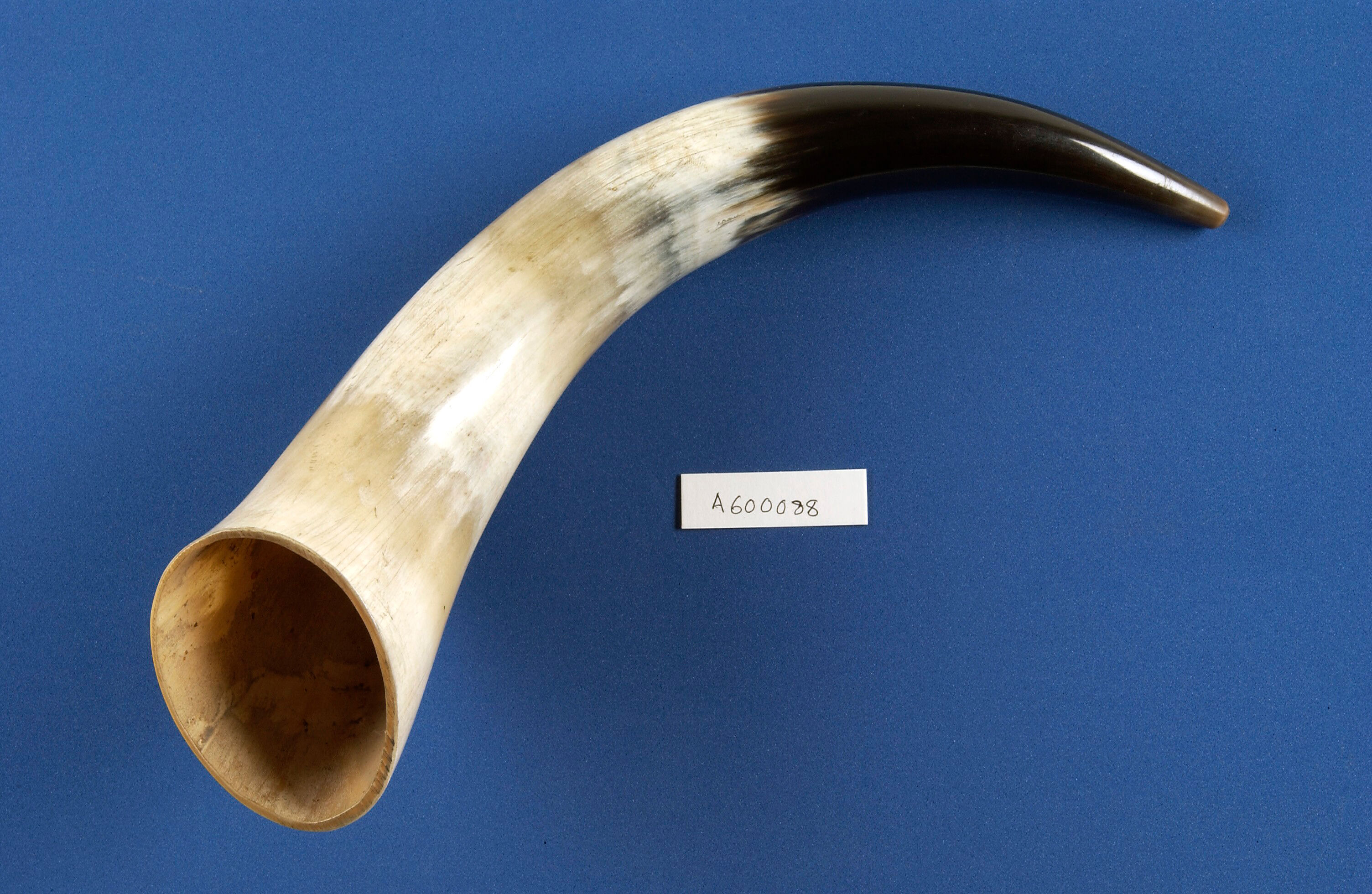 Cow's Horn used for infant feeding Collection
