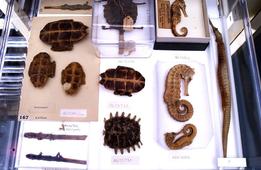 Seahorses and turtle shells from the Wellcome collection.