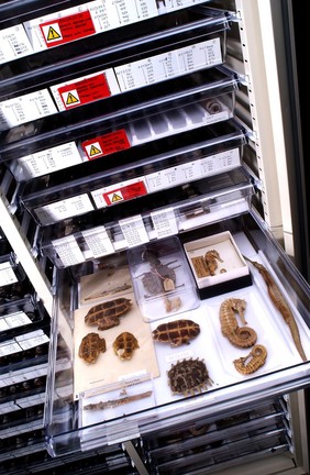 Seahorses and turtle shells from the Wellcome collection.