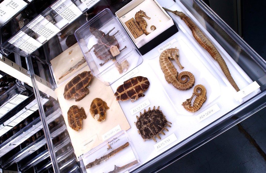 Seahorses and turtle shells from the Wellcome collection.