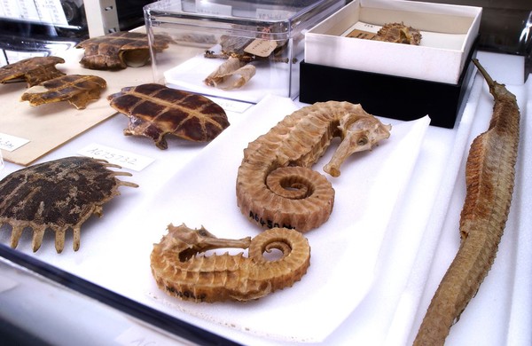 Seahorses and turtle shells from the Wellcome collection.