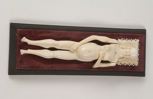 view Anatomical model of a pregnant female