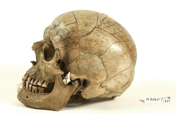 Human skull inscribed for phrenological demonstration. One half accords with Gall's theories, the other, Spurzheim's. Probably of French origin.