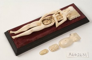 view Anatomical model of a pregnant female